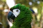 栗额金刚鹦鹉：南美森林中的魅力使者