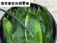 粽子的叶子：天然包装与健康价值