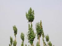 白杨树：生长特性、繁殖与园林应用