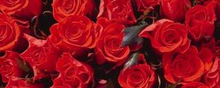 粉玫瑰代表什么意思：深情、温暖与激情的爱