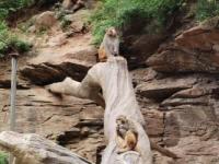 十渡太平猴山：自然与历史的绝美交汇