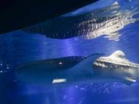 世界上最大的水族馆：大阪海游馆探秘之旅