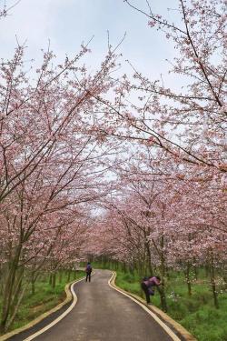 平坝樱花：高原上的樱花盛宴，蓝色星球之美