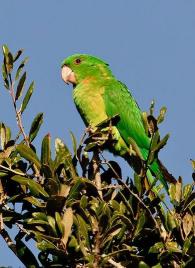 青绿顶亚马逊鹦鹉：聪明善解人意，受人宠爱的珍宝