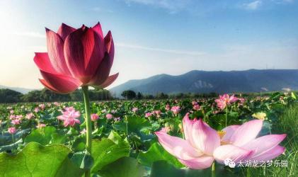 尚湖风景区：太湖之滨的自然与人文明珠